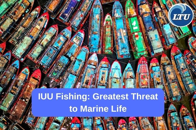 IUU Fishing: Greatest Threat to Marine Life